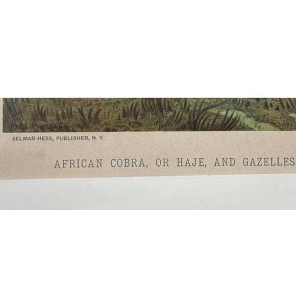 c1886 Original Cobra Antelope Chromolithograph Print - Picture 4 of 6